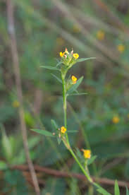 Image result for Stylosanthes guianensis