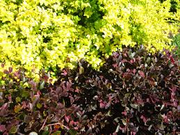 Southern living has developed a winner with sunshine ligustrum! Pin On Garden Yard
