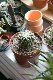 The camels of plants, they store moisture in their stems and leaves to last through long droughts. 46 Cacti Ideas In 2021 Cacti And Succulents Cactus Succulents