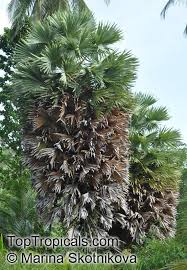 Image result for Borassus aethiopum