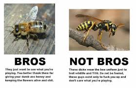 Bees Vs Wasps Bee Dumb And Dumber Tastefully Offensive