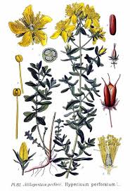 From new latin hypericum, from ancient greek ὑπερικόν (huperikón). Iperico Comizio Agrario