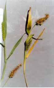 Image result for Setaria verticillata