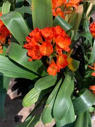 Image result for clivia