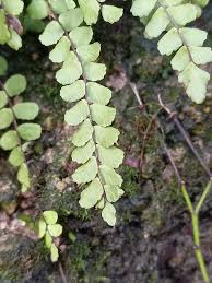 Image result for Asplenium mannii