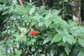 Image result for Rubus steudneri