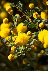 Image result for Acacia lasiopetala