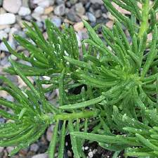 Image result for Senecio letouzeyanus