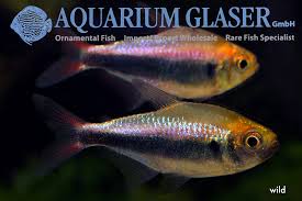 Check spelling or type a new query. Hyphessobrycon Sp Red Blue Peru Tetra Now H Margitae Aquarium Glaser Gmbh