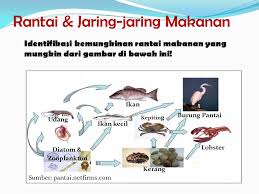 Ekosistem yang paling mudah kita temui di sekitar kita yakni ekosistem sawah. Gambar Rantai Makanan Di Sawah