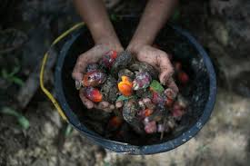 The malaysian palm oil board (malay: Dewan Negara Produsen Minyak Sawit Tanggapi Pemberitaan Media As Soal Perempuan Diperkosa Di Perkebunan Sawit Indonesia Malaysia Halaman All Kompas Com