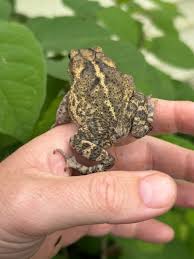 Image result for Toddaliopsis