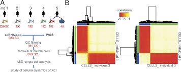 Yes, except if they start growing again, which may give rise. Extensive Cellular Heterogeneity Of X Inactivation Revealed By Single Cell Allele Specific Expression In Human Fibroblasts Pnas
