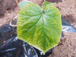 きゅうりの葉が白くなるときの対処法 新築の庭で家庭菜園ブログ