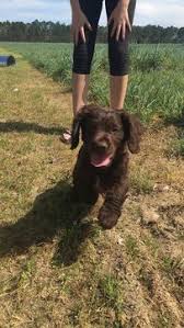 Boykin spaniel puppies for sale! Pin On Puppies For Sale