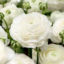 Tecolote White Ranunculus Ranunculus Flowers Spring Flowering Bulbs Buttercup Flower