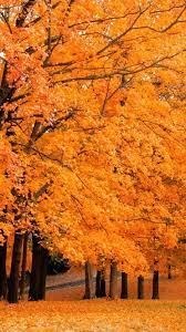 Autumn Maple Leaf Wallpaper Fall Wallpaper Tree Wallpaper Iphone Leaf Wallpaper