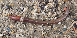 How To Get Rid Of Jumping Worms | Milorganite