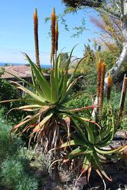 Image result for Aloe spicata