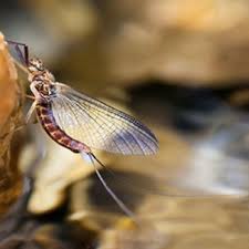 Image result for Ephemeridae
