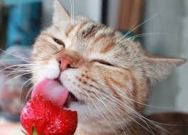 Indeed they can, the seeds of strawberries are a natural bood thinner so, keep your frisky feline away from the strawberries. Can Cats Eat Strawberries Are Strawberries Safe For Cats Cattime Strawberry Animal Eating Cats