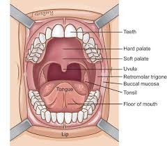The Tonsils Are The Ball Shaped Structures At The Back And On The Sides Of The Throat They Can Cause Younger What Causes Sleep Apnea Snoring Snoring Solutions
