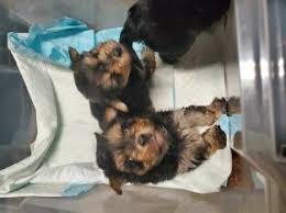 Cockapoo puppies for sale and dogs for adoption in colorado, co. English Cockapoo Puppies Colorado Embark Dog Dna Test Breed The Cockapoo Was One Of The First Designer Dog Breeds Iims01
