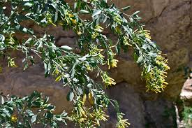 Image result for Nicotiana glauca