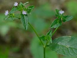 Image result for Elephantopus