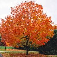 Mountain Maple Native And A Range Of Natural Habitats Shade Trees Green Mountain Autumn Trees