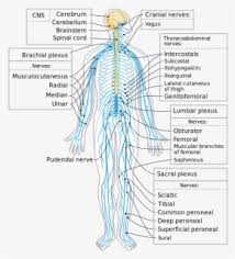 This site contains information about simple nervous system diagram unlabeled. Nervous System Diagram Unlabeled Free Transparent Clipart Clipartkey