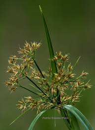 Image result for Cyperus alopecuroides