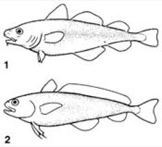 Zu ihnen gehören viele wichtige speisefische. Dorsche Lexikon Der Biologie