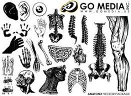 Download Free Human Body Part Clipart In Ai Svg Eps Or Psd