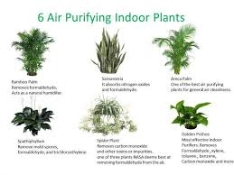 Top 30 Plants To Detox Your Home Air Cleaning Plants Best Indoor Plants Indoor Air Purifying Plants