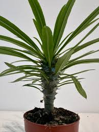Image result for Pachypodium saundersii