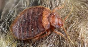 Simply put, a bed bug fogger is a special type of dispenser of insecticide. 5 Best Bed Bug Sprays Buyer S Guide And Reviews