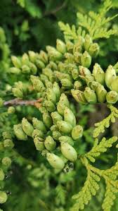 Image result for cuttings thujas