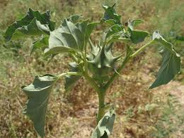Image result for Datura ferox