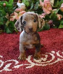Mini Dachshund Puppies For Sale Black Tan Doxie Breeder Short Hair Pups Dachshund Puppies For Sale Dapple Dachshund Puppy Daschund Puppies