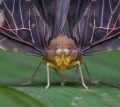 Image result for Anthericopsis sepalosa