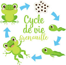 Grace Aux Cartes Du Cycle De Vie De La Grenouille Votre Enfant Comprendra Mieux Comment Fonctionnent Les Differentes E Image Grenouille Grenouille Cycle De Vie