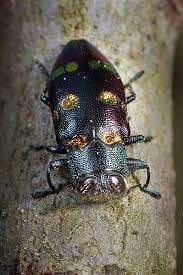 Metallic Wood Boring Beetle Beetle Insect Beetle Insect Collection