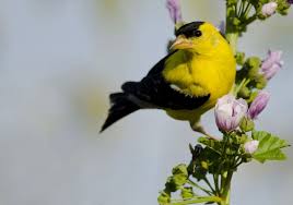 Hinterland Who S Who American Goldfinch With Images Goldfinch Birds American