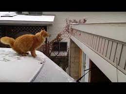 Tis The Season To Watch Waffles The Cat S Hilarious Jumping Fail Cat Fails Cat Jump Fail Funny Cat Fails