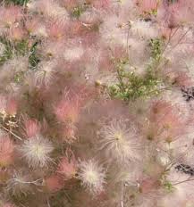 Image result for Chasmopodium purpurascens