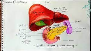 How to draw liver, liver diagram in just 5 minutes, liver anatomy easy step by step diagram of liver/how to draw a liver diagram easily/how to draw a liver structure. How To Draw Liver Diagram Easily Herunterladen