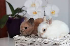 Check spelling or type a new query. 15 Tips For Caring For A Decorative Rabbit Petpress