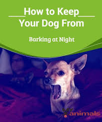 How To Keep Your Dog From Barking At Night You Might Find Yourself Asking How To Keep Your Dog From Barking At Night But First You H Your Dog My Animal