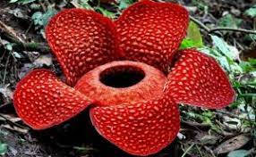 Materi Ips Smp Kelas Vii Persebaran Flora Dan Fauna Di Indonesia Nusa Caraka